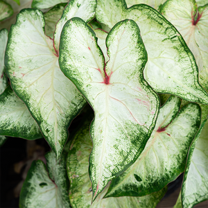 Caladium 'White Wonder' 6"