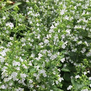 Calamintha nep 'Montrose White' G01