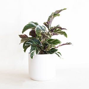 Calathea 'White Fusion' 6"