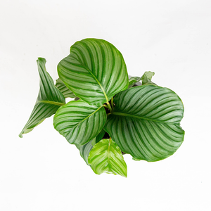 Calathea orbifolia 6"