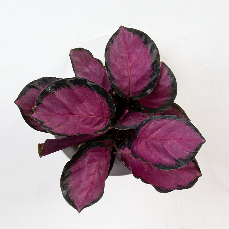 Calathea roseopicta 6"