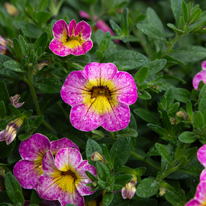 Calibrachoa Cha Cha Hot Pink 10" Hanging Basket