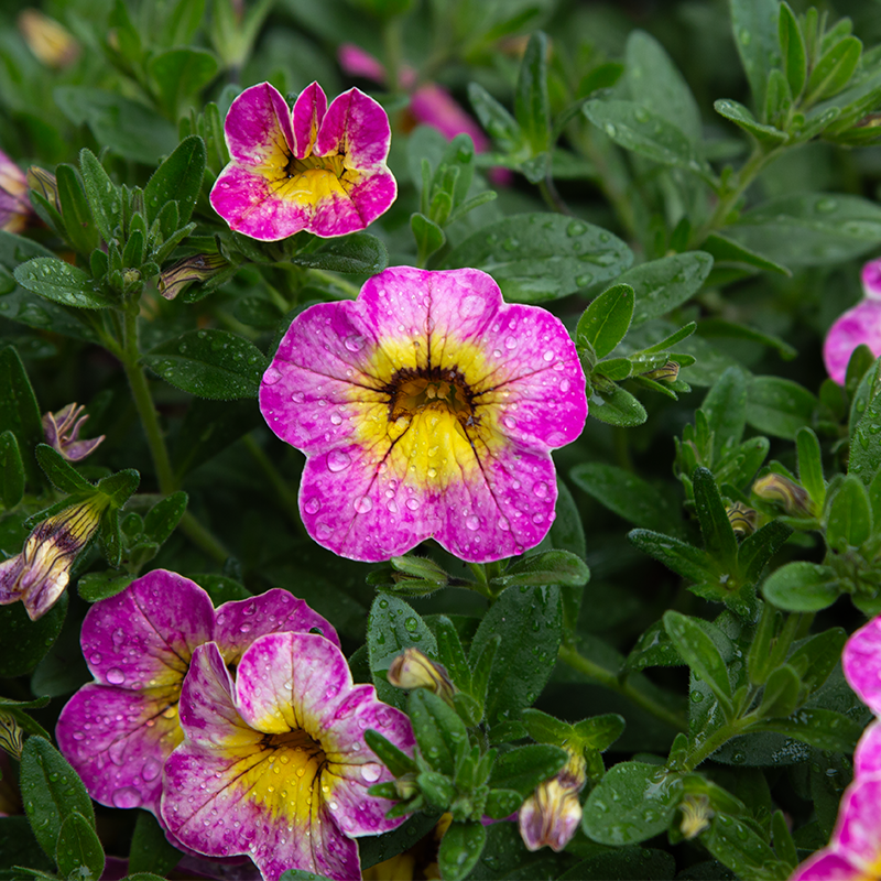 Calibrachoa Cha Cha Hot Pink 10" Hanging Basket