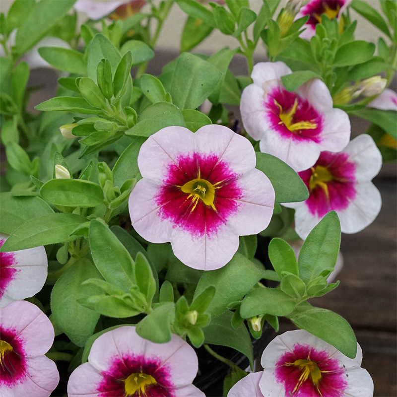 Calibrachoa 'Eyeconic Cherry Blossom' 4"