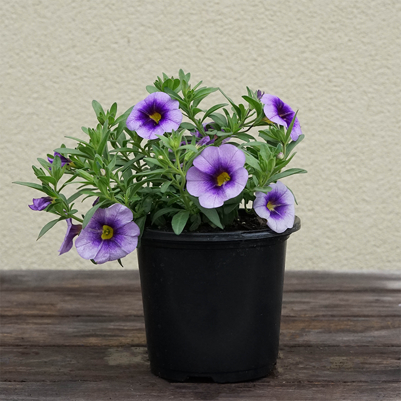 Calibrachoa 'Eyeconic Purple' 4"