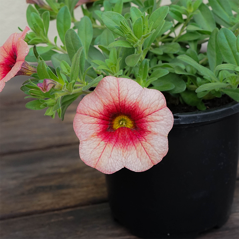Calibrachoa 'Peach Grenadine' 4"