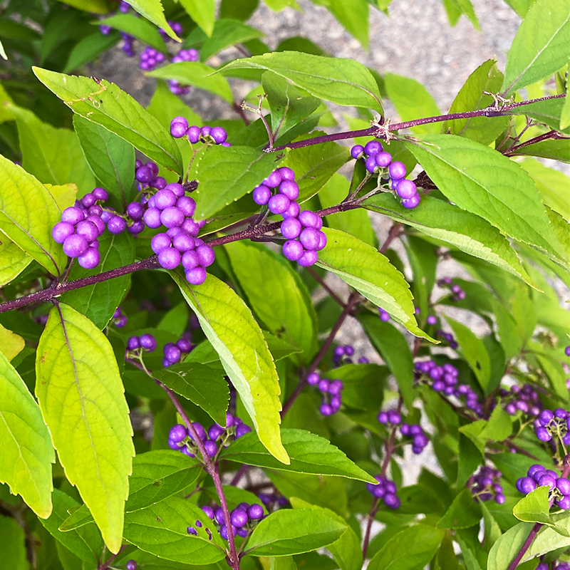 Callicarpa dic 'Early Amethyst'