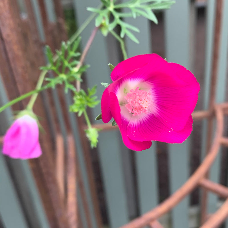 Callirhoe involucrata Q01