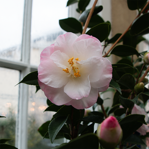 Camellia jap 'April Remembered' #5