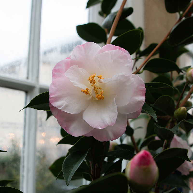 Camellia jap 'April Remembered' #5 - Bowood Farms