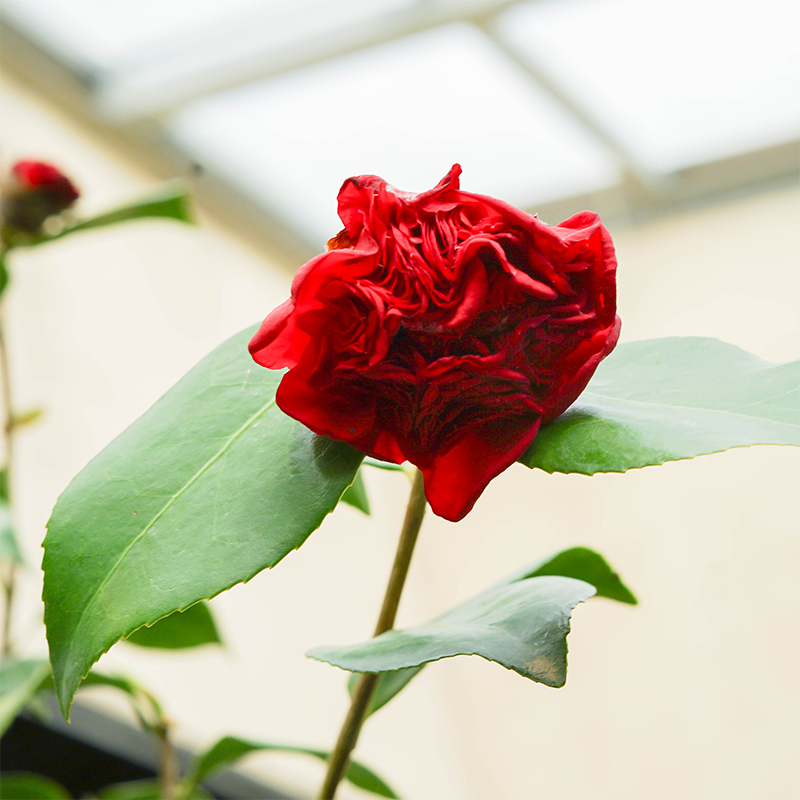 Camellia jap 'April Tryst #3
