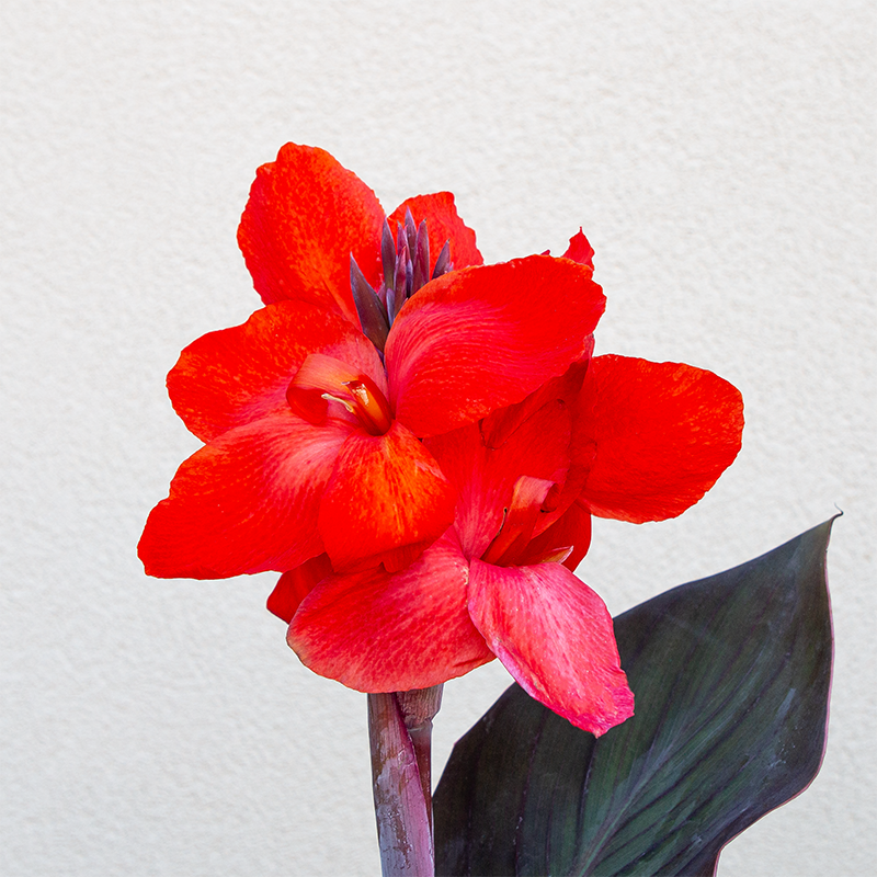 Canna 'Cannova Bronze Orange' 6