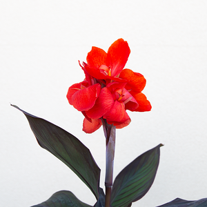 Canna 'Cannova Bronze Orange' 6"