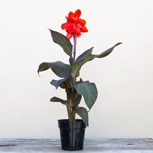 Canna 'Cannova Bronze Orange' 6"