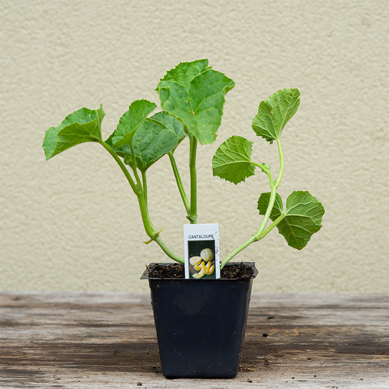 Cantaloupe 'Sugar Rush' 3"