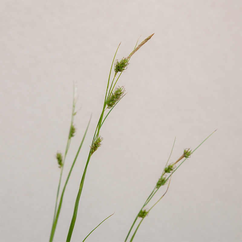 Carex cherokeensis Q01