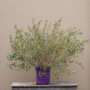 Caryopteris 'Sapphire Surf"