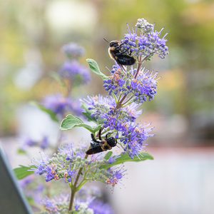Caryopteris x cla 'Blue Empire' G01