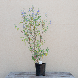 Caryopteris x cla 'Blue Empire' G01