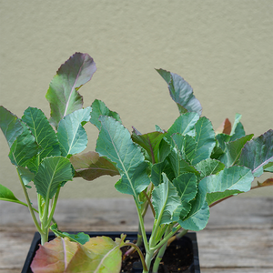 Cauliflower 'Amazing' 6 Pack