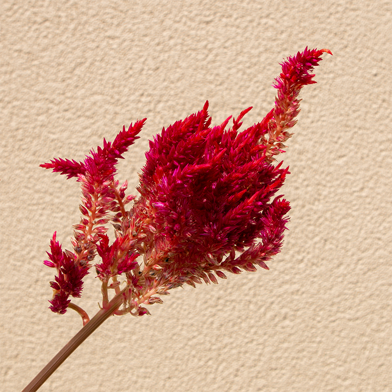 Celosia First Flame Red 6"