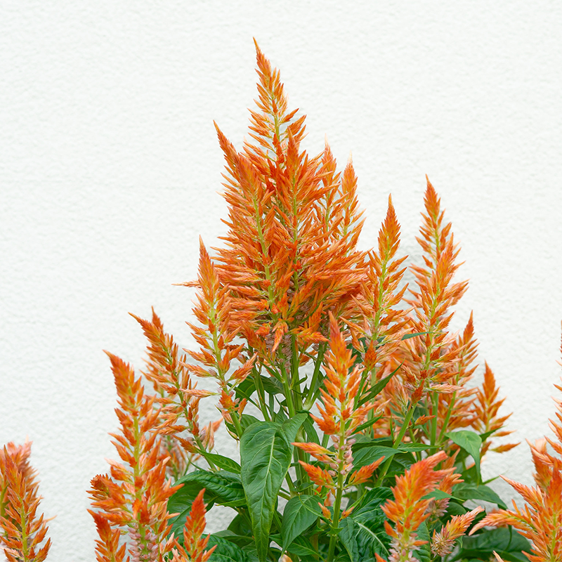 Celosia Flamma Orange 9"