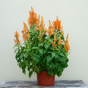 Celosia Flamma Orange 9"