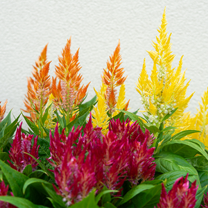 Celosia Flamma Red/Orange/Yellow 9"