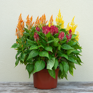 Celosia Flamma Red/Orange/Yellow 9"