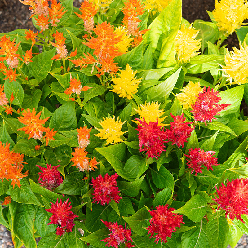 Celosia Flamma Red/Orange/Yellow 9"