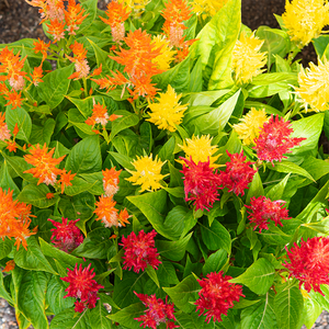 Celosia Flamma Red/Orange/Yellow 9"