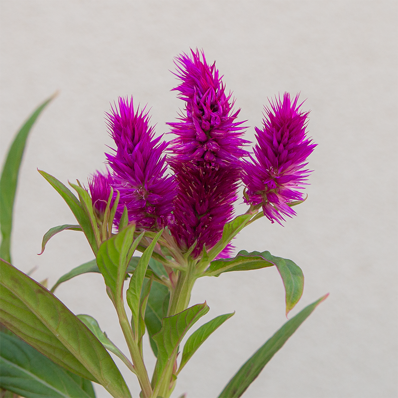 Celosia Intenz Dark Purple 4"