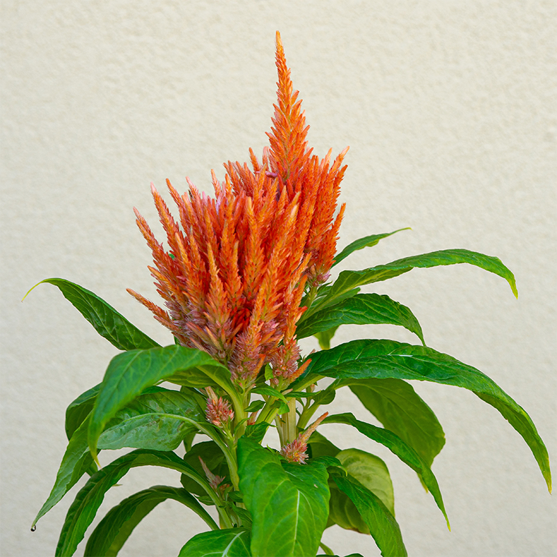 Celosia Kimono Orange 4"