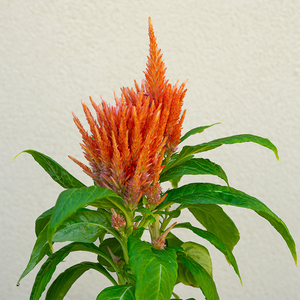 Celosia Kimono Orange 4"
