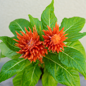 Celosia Kimono Orange 4"