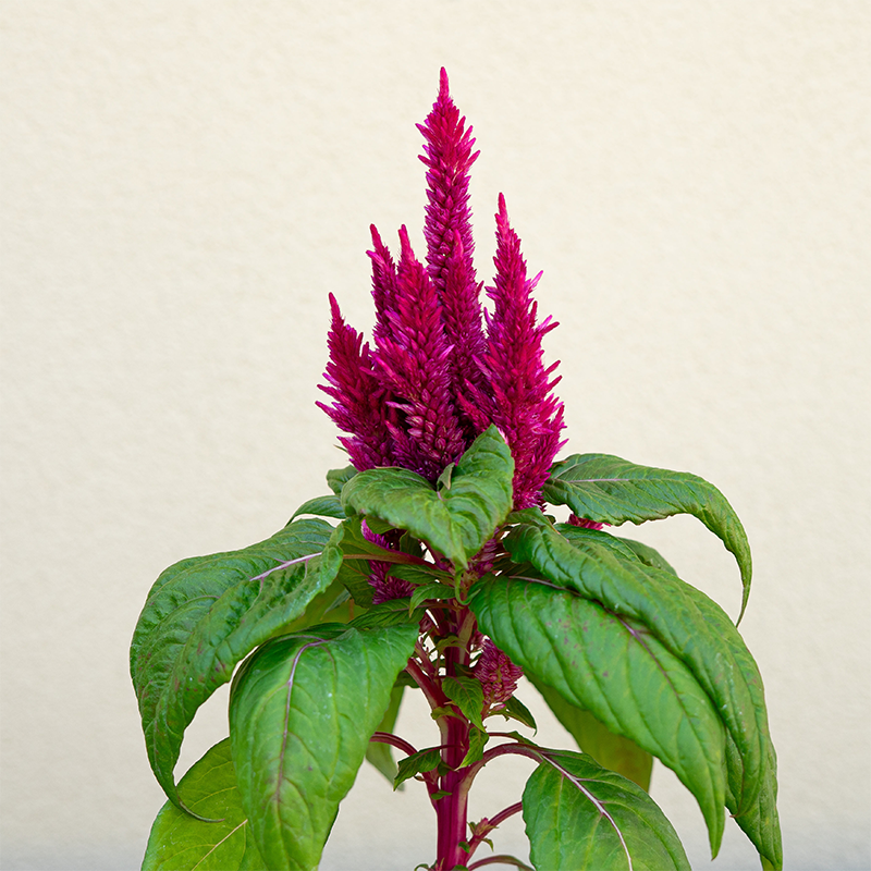 Celosia Kimono Red 4"