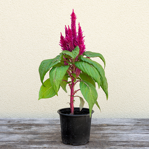 Celosia Kimono Red 4"