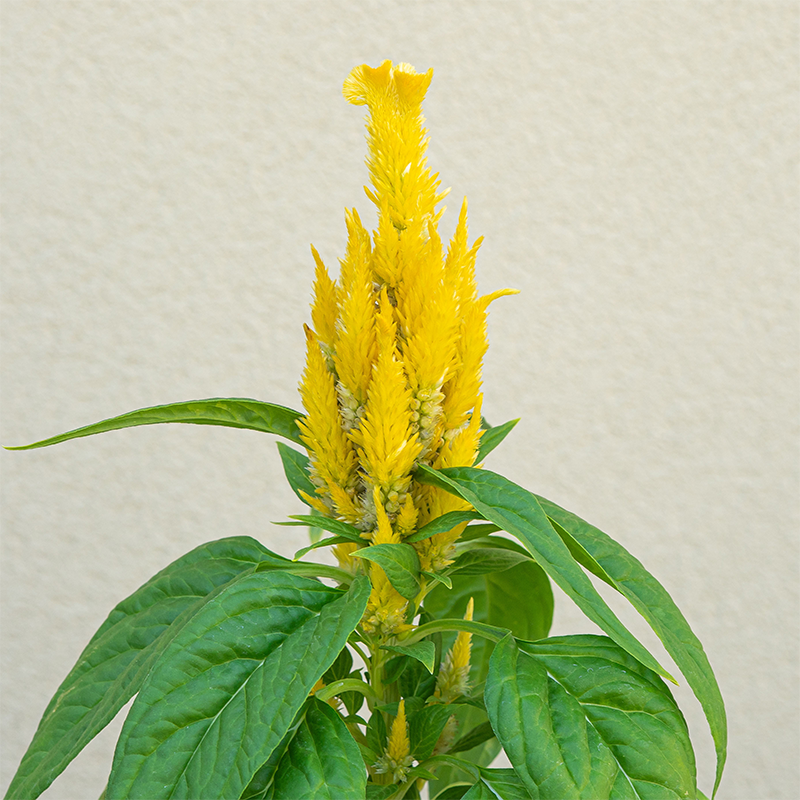 Celosia Kimono Yellow 4"