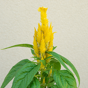 Celosia Kimono Yellow 4"