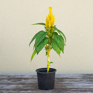 Celosia Kimono Yellow 4"