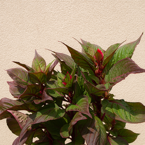 Celosia New Look Red 8"