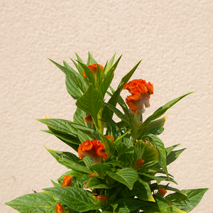 Celosia Twisted Orange 4"