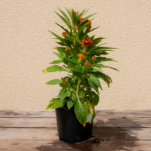 Celosia Twisted Orange 4"