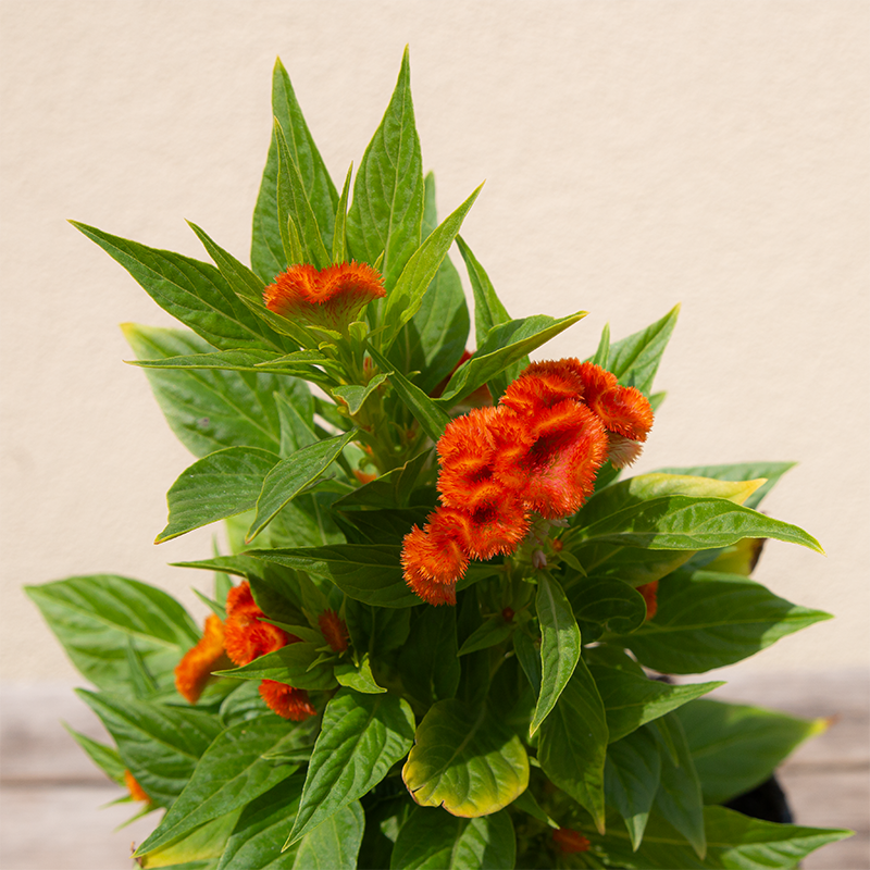 Celosia Twisted Orange 4"