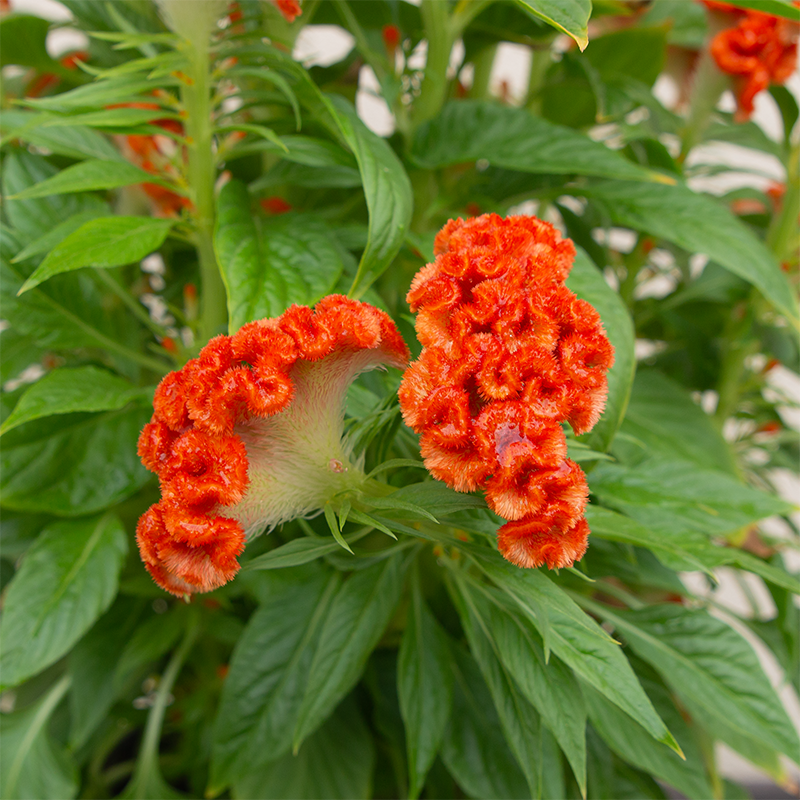 Celosia Twisted Orange  8"