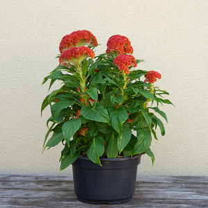 Celosia Twisted Orange  8"