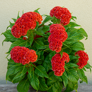 Celosia Twisted Orange  8"
