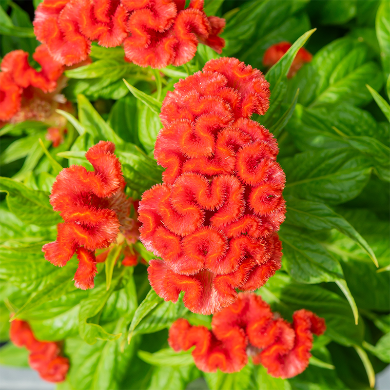 Celosia Twisted Orange  8"