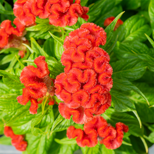 Celosia Twisted Orange  8"
