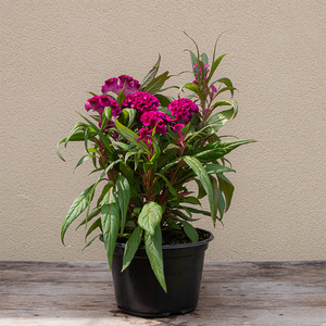 Celosia Twisted Purple 8"